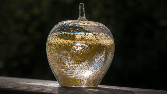 Bild som visar Guldäpplet - ett glasäpple i guldfärg.
