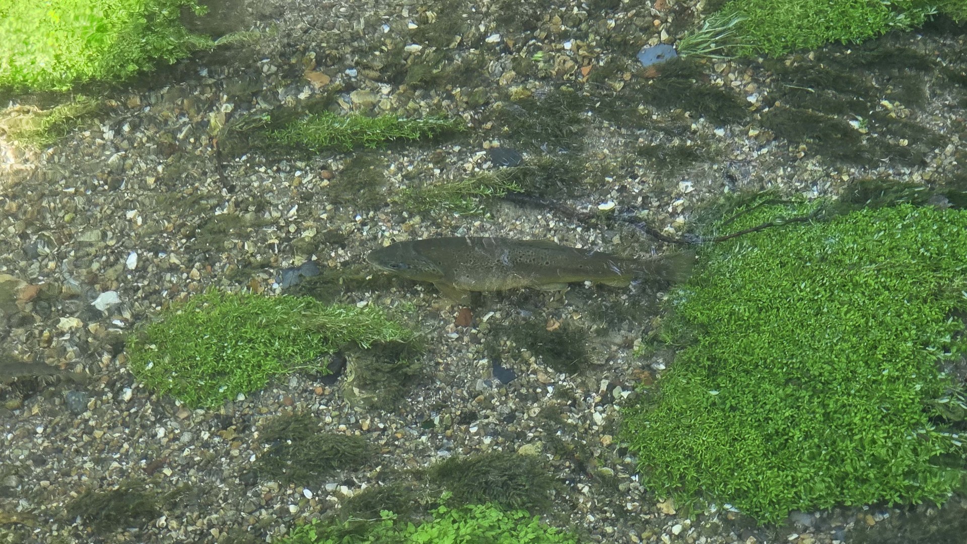 Fisk i en ren och klar vattenkälla