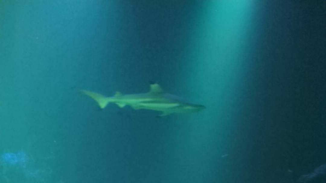 Bilden visar en haj på Universeum.