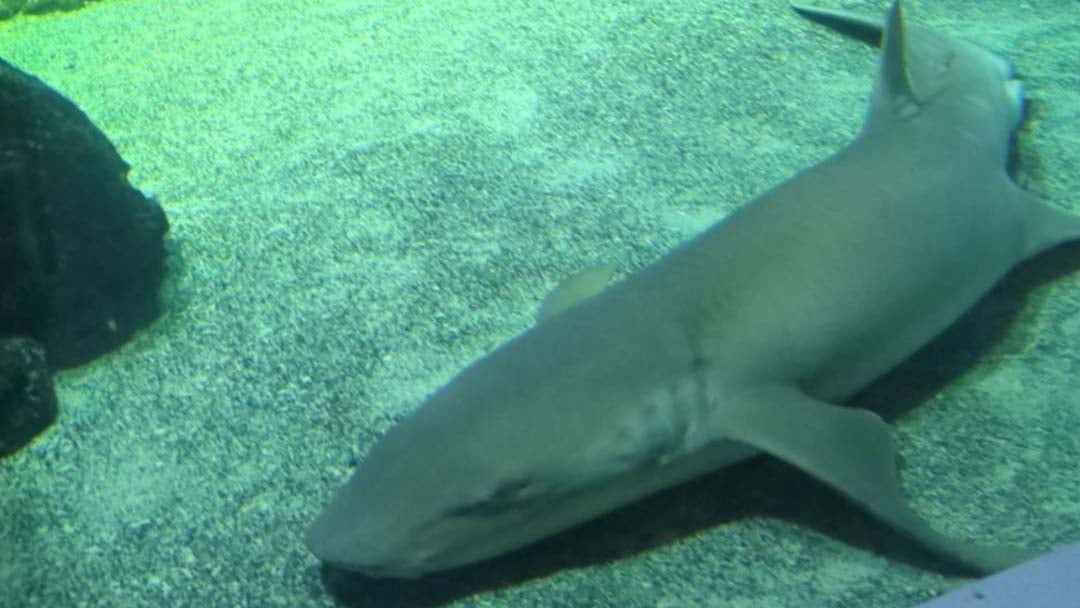 Bilden visar en haj.